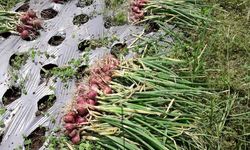 Di Tengah Pandemi Covid-19 dan Jelang Ramadan, Kementan Pastikan Persediaan Bawang Merah Aman