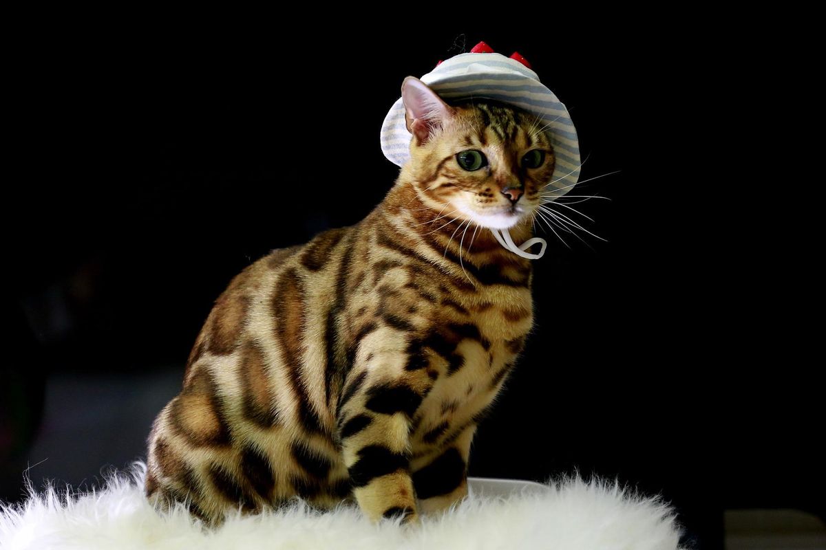 Ilustrasi kucing Bengal.