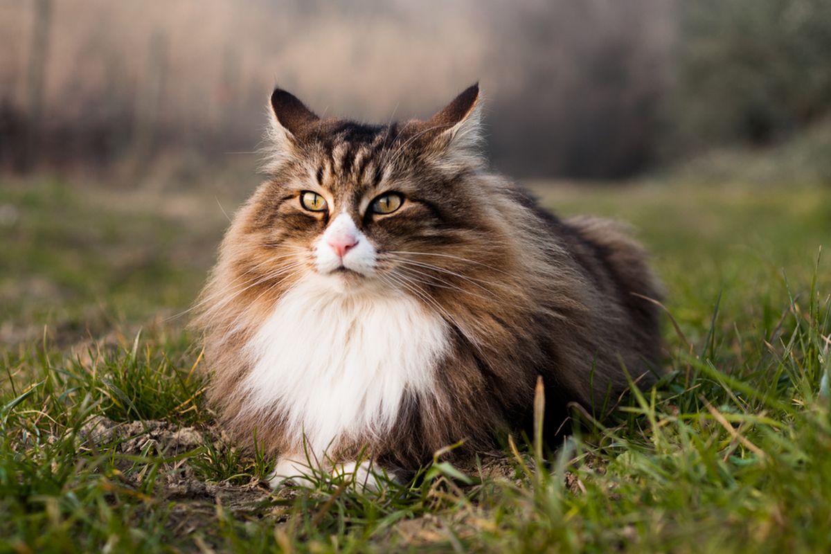 Ilustrasi kucing Norwegian forest. 