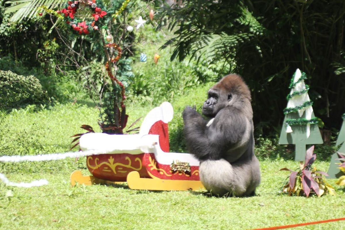 Kebun Binatang Ragunan Buka H+1 Lebaran 2026, Operasional Pukul 06.00-16.00 WIB