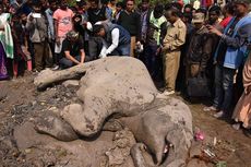 Lagi, Sekelompok Gajah Liar Mati Tertabrak Kereta di India