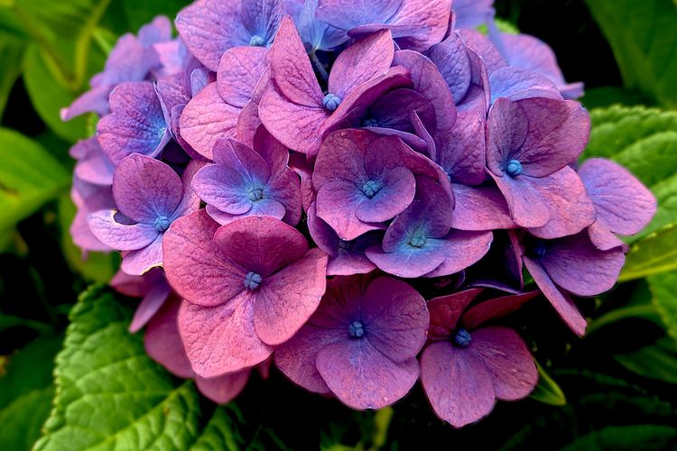 Podar hortensias en noviembre