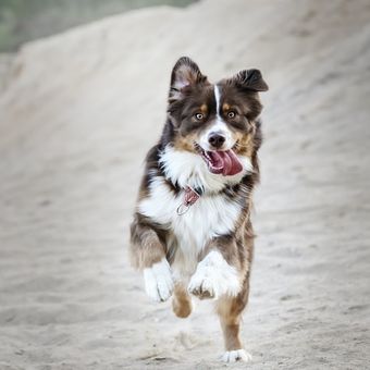 Ilustrasi anjing Border Collie 