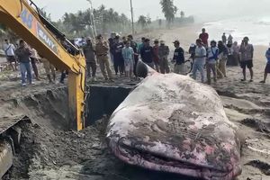 Hiu Paus Sepanjang 5 Meter Terdampar di Pantai Batukaras, Berakhir Mati karena Gagal Diselamatkan