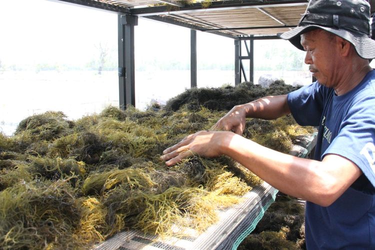 Kementerian Kelautan dan Perikanan (Kementerian KP) memperkenalkan inovasi teknologi pengeringan rumput laut berbasis sistem rumah kaca dan mesin rotary dryer di kawasan Silvofishery Marana, Maros, Sulawesi Selatan (Sulsel).