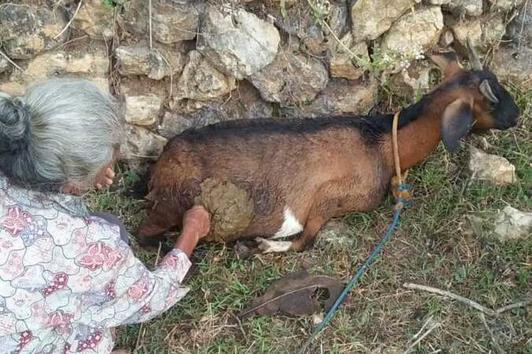 MATI MISTERIUS—Salah satu warga menunjukkan kambingnya yang mati diterkam hewan buas misterius di Desa Kepyar, Kecamatan Purwanto, Kabupaten Wonogiri, Jawa Tengah.