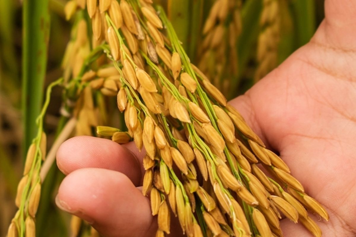 Ilustrasi tanaman padi siap panen