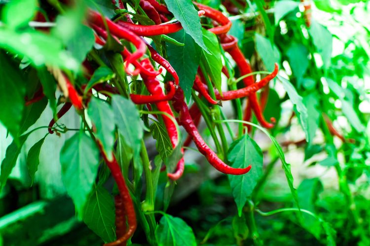 Ilustrasi tanaman cabai, pohon cabai, menanam cabai.