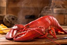 Apakah Lobster Bisa Merasakan Sakit seperti Hewan Lainnya?