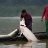 Saat Kulit Ikan Arapaima Asal Amazon Kini Jadi Tren Mode di New York...