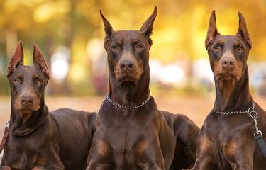Perbedaan Anjing Doberman dan Rottweiler, Jangan Sampai Tertukar
