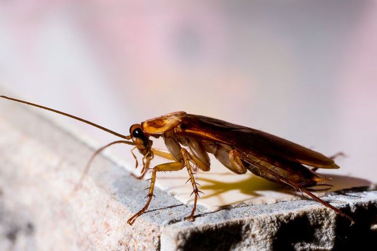 10 Fakta Tentang Kecoa, Salah Satunya Bisa Hidup Seminggu Tanpa Kepala