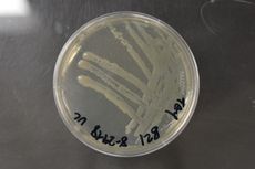 Pseudomonas, Bakteri Pendegradasi Minyak