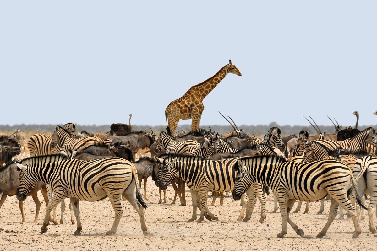 Jerapah, zebra, dan burung unta adalah fauna endemik wilayah ethiopian.