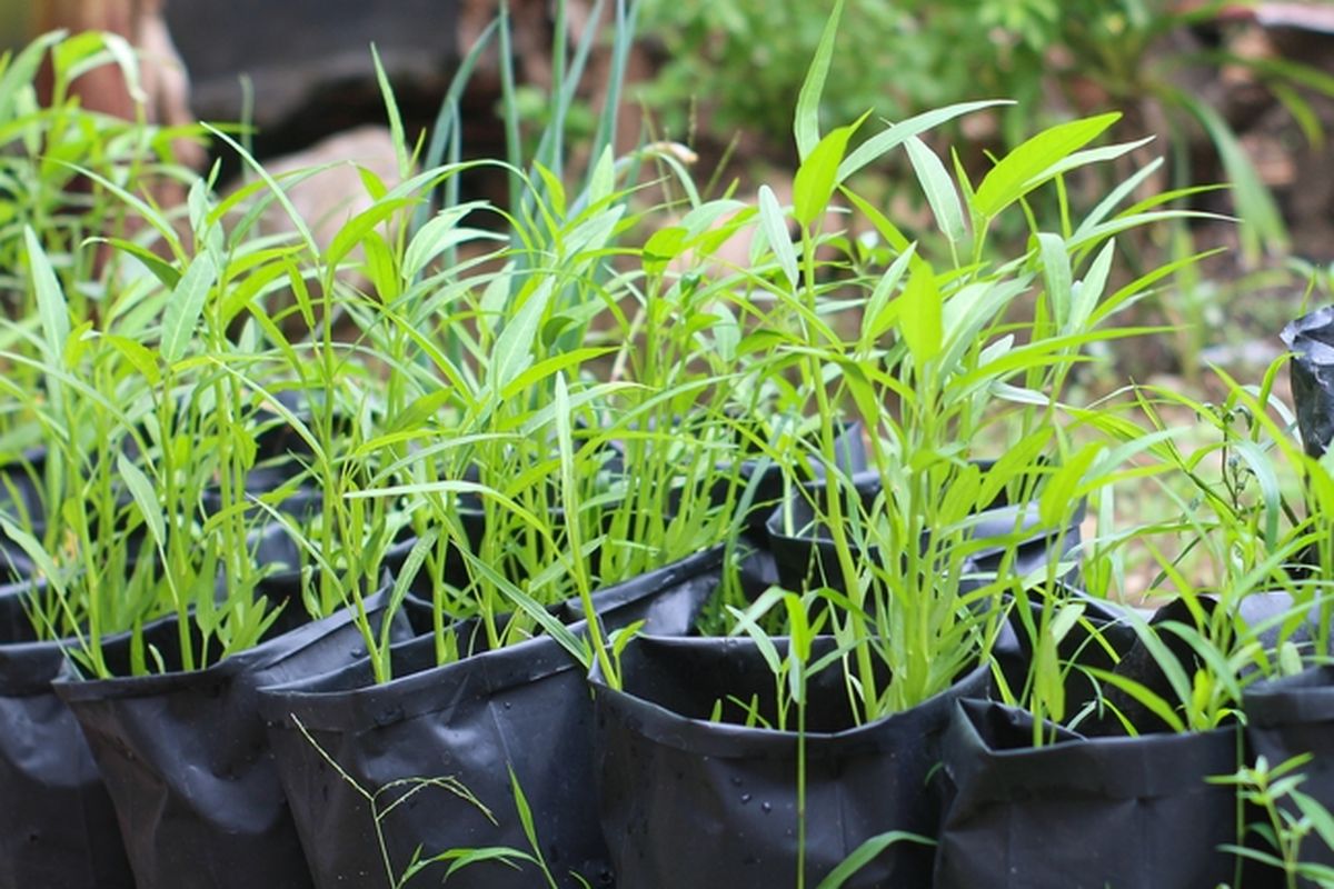 Ilustrasi menanam kangkung di polybag. 