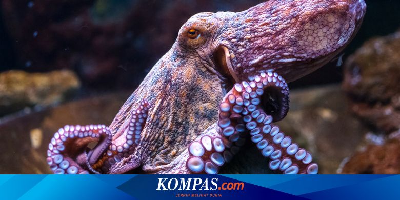 Studi Baru Sebut Gurita Juga Bermimpi saat Tidur