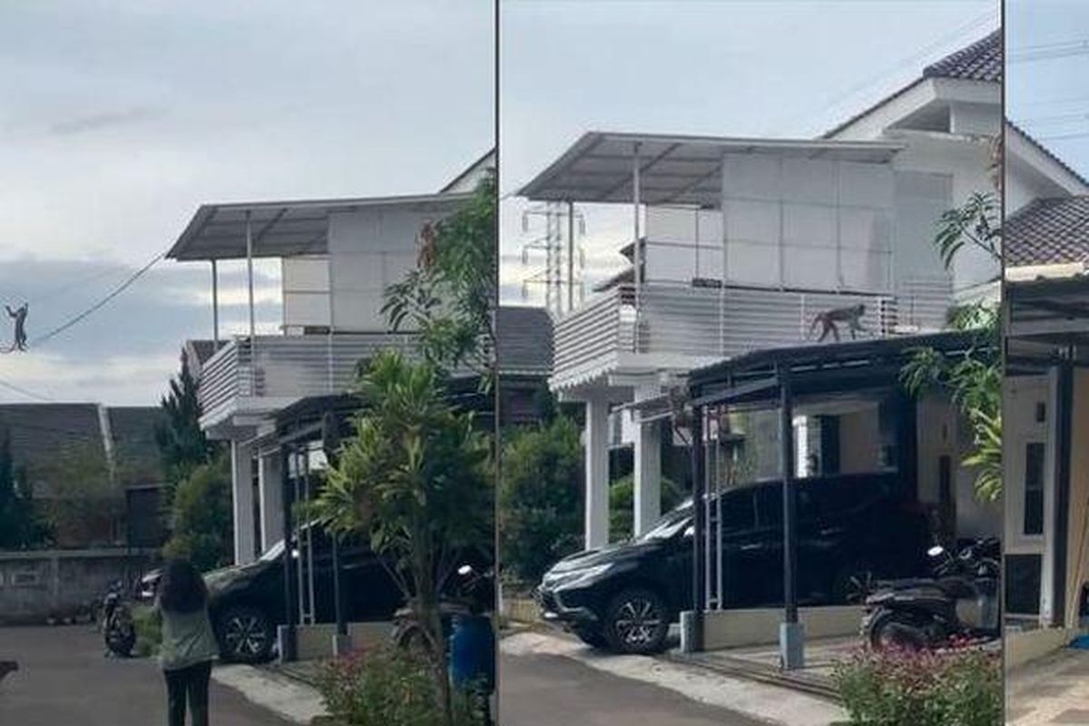 Kawanan monyet berkeliaran di atap rumah warga kawasan Kiaracondong dan Antapani, Kota Bandung, Jawa Barat.