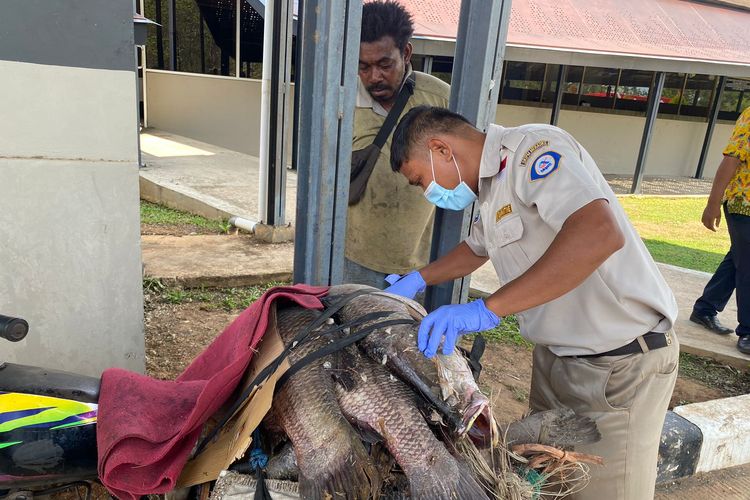 Seorang petugas PLBN Sota tengah memeriksa barang bawaan pelintas Indonesia usai menjaring ikan kakap tawar di wilayah Papua Nugini, Senin (13/11/2023).