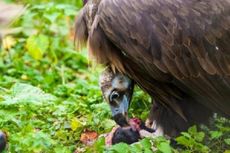 Lebanon Tangkap Burung Nasar karena Dikira Mata-mata Israel