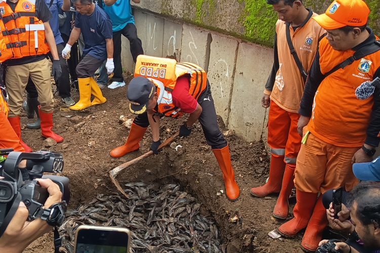 6 Bahaya Makan Ikan Sapu-sapu, Awas Jangan Nekat