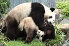 China Akan Ambil Panda Wang Wang dan Fu Ni dari Kebun Binatang Adelaide Australia, tapi...