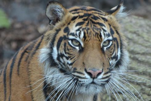 Seekor Harimau Sumatera Betina Mati Dibunuh oleh Calon Pasangannya