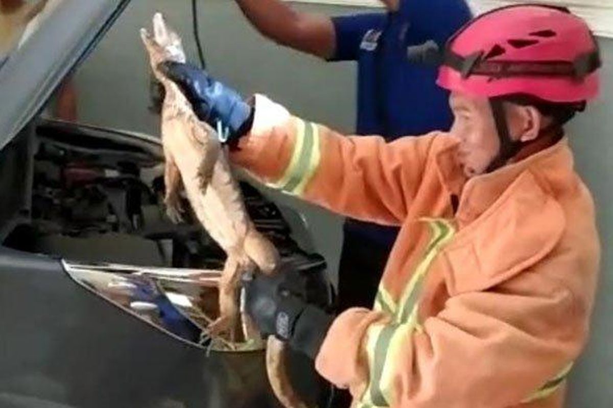 Tim Satpol PP dan Damkar Tuban saat mengevakuasi biawak di kap mobil warga Desa Bejagung, Kecamatan Semanding. 