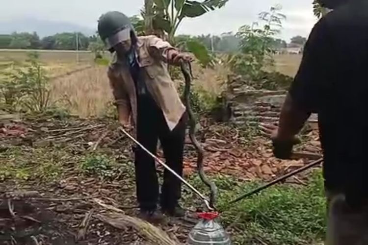 Tim Exalos Indonesia Regional Madiun memasukkan indukan ular kobra yang berhasil ditangkap di rumah Femi Kustianingsih, warga Desa Buduran, Kecamatan Wonoasri, Kabupaten Madiun, Jawa Timur, Kamis (13/11/2025).