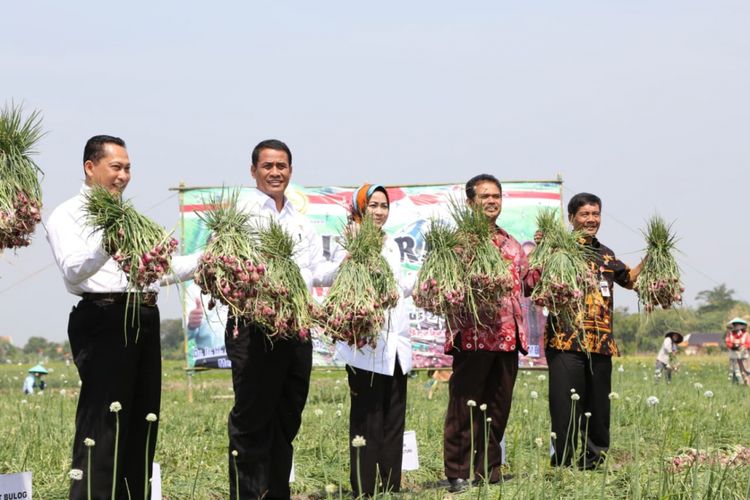 Dirut Bulog Budi Waseso, Menteri Pertanian Andi Amran Sulaiman, Bupati Brebes Idza Priyanti, Dirjen Holtikultura Suwandi Suryo, dan Kepala Dinas Pertanian Jawa Tengah (kiri ke kanan) sedang melakukan panen bawang merah di Desa Jagalempeni, Kecamatan Wanasari, Brebes, Jawa Tengah Rabu (1/8/2018).

