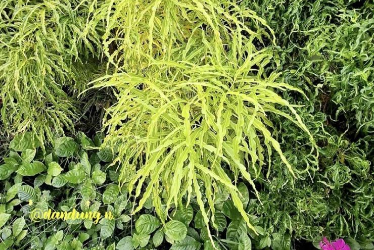 Brokoli Kuning dan Cara Sederhana Membuat Taman Lebih Hidup