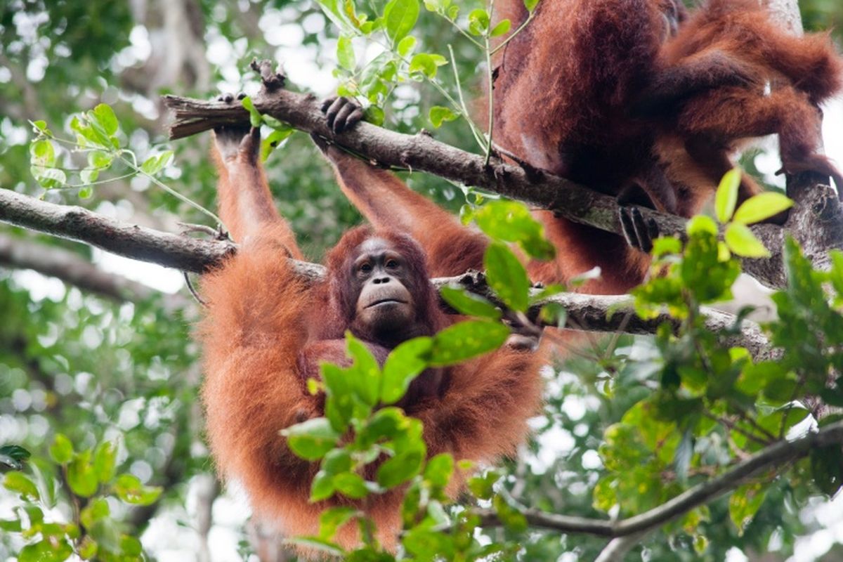 Orangutans in Tanjung Puting National Park in Central Kalimantan on the island of Borneo.