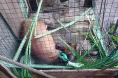Sembunyi di Kolong Tempat Tidur, Seekor Kijang dari Lerang Merbabu Berhasil Ditangkap Warga