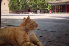 Sekelompok Kucing Batal Diusir dari Museum akibat Desakan 