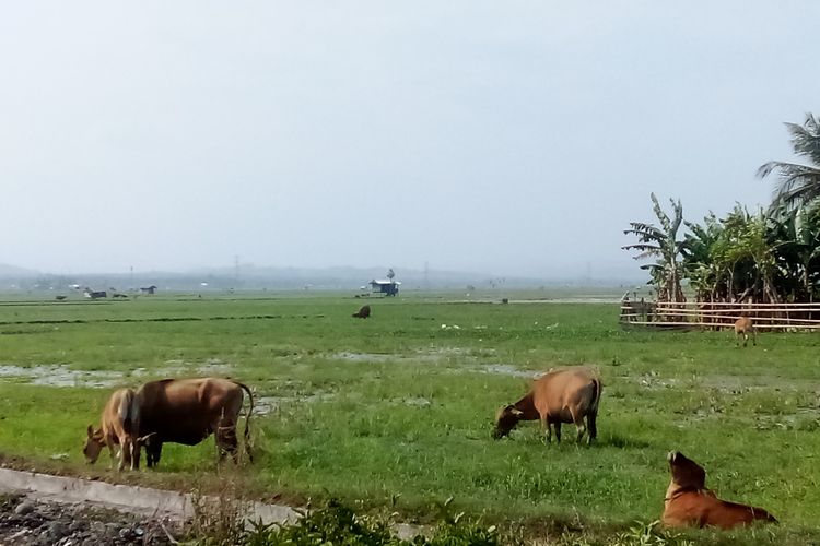 Kemarau Panjang di Polman, Peternak Jual Sapi dan Pertimbangkan Merantau