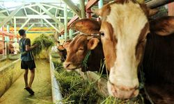 Epidemiolog Puji Upaya Kementan Tangani PMK di Indonesia