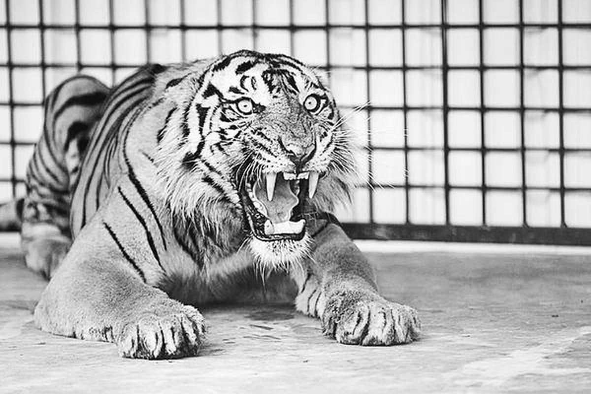 Ucok, harimau sumatera (Panthera tigris sumatrae) asal Nanggroe Aceh Darussalam di kandang rehabilitasi di Tambling Wildlife Nature Conservation (TWNC) di kawasan Tambling, Lampung, Jumat (6/11). Ucok dan kelima harimau sumatera lainnya akan dilepasliarkan di kawasan TWNC yang memiliki luas area 45.000 hektar.