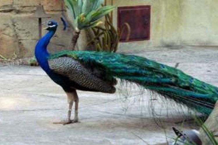 700 Gambar Burung Merak Terbaik 700 Gambar Burung Merak Terbaik