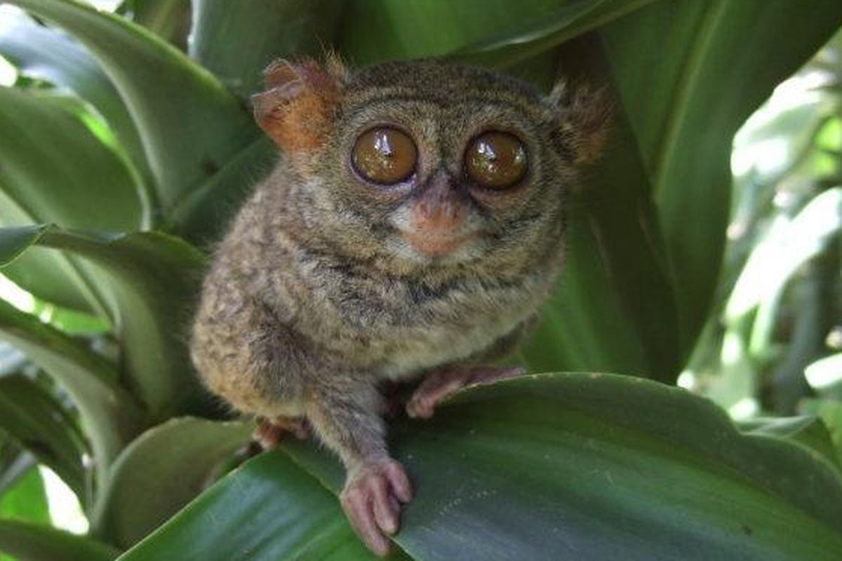 Ilustrasi Tarsius