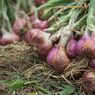 Cara Menanam dan Merawat Tanaman Bawang Merah di Kebun