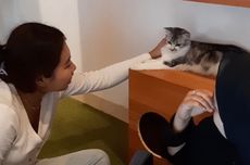 Datang ke Bilik Kucing Cat Cafe di Depok, Bisa Beli 2 Oleh-oleh Ini