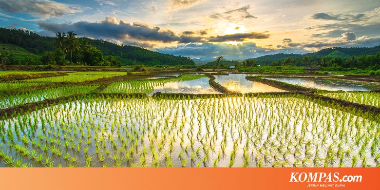 Naikkan Indeks Pertanaman Padi, Kementan Rehabilitasi Jaringan Irigasi