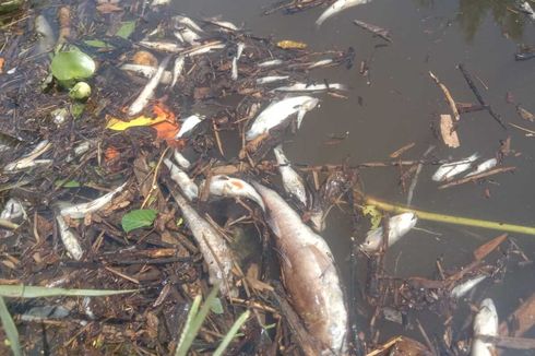 Ribuan Ikan Mati di Sungai Penago Bengkulu, Belum Diketahui Penyebabnya