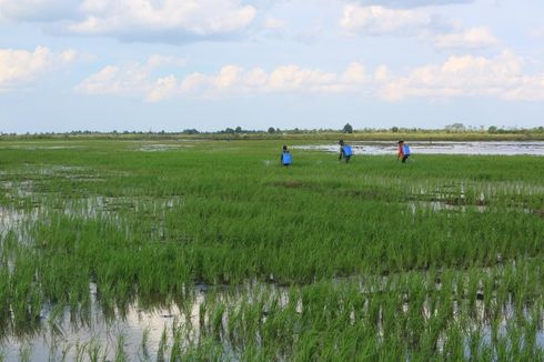 Terduga Pelaku Curanmor Ditangkap Warga Pebayuran Saat Sedang Sembunyi di Sawah