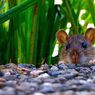 6 Tanaman yang Bisa Mengusir Tikus di Rumah