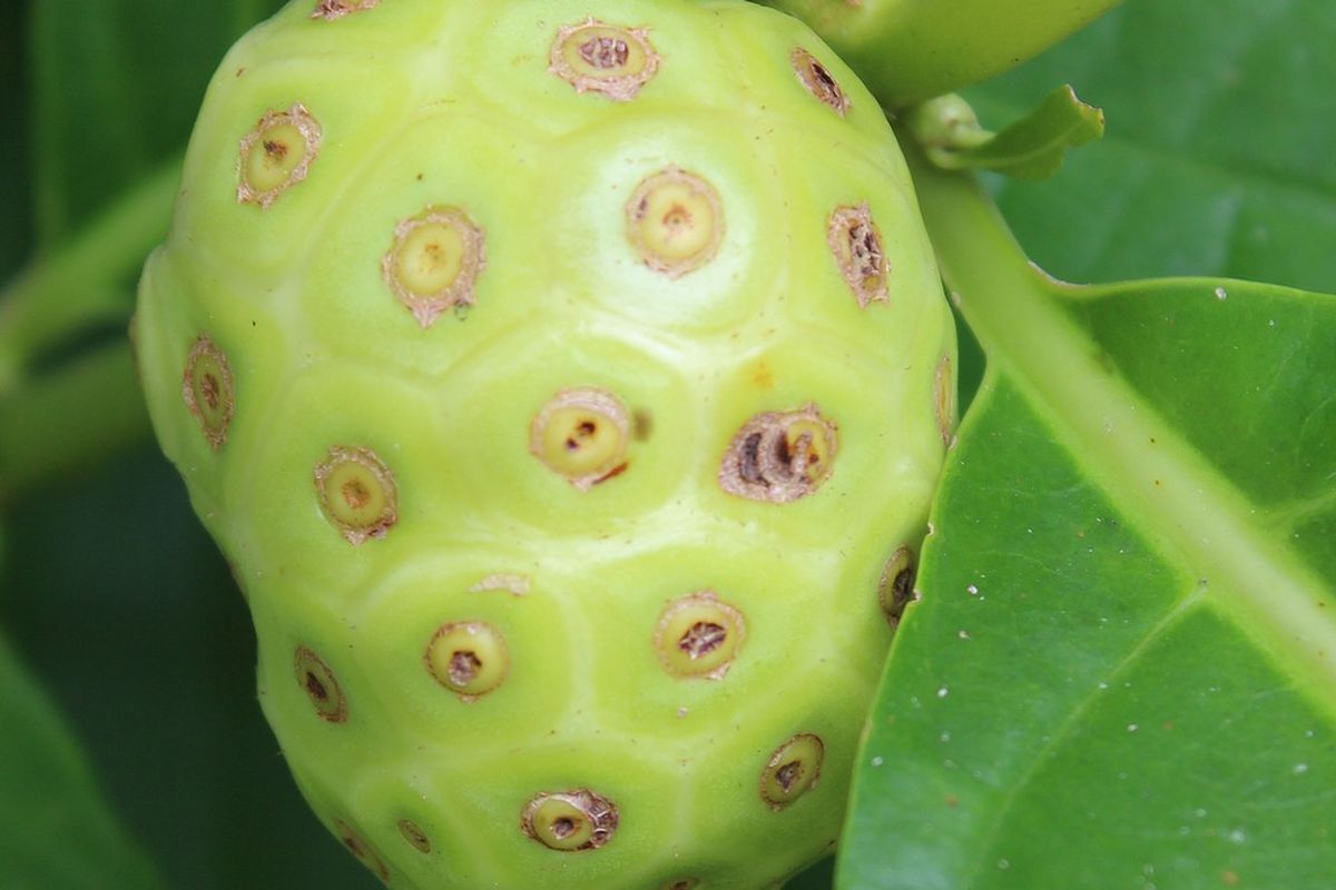 Ilustrasi buah mengkudu. 