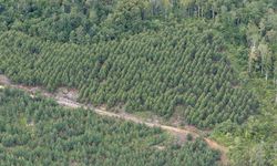 PT TPL Tanggapi Pencabutan Izin PBPH oleh Presiden Prabowo