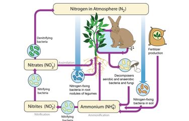 Daur nitrogen