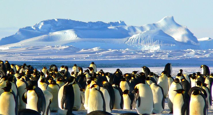 Kasus Pertama Penguin di Antartika Mati karena Flu Burung
