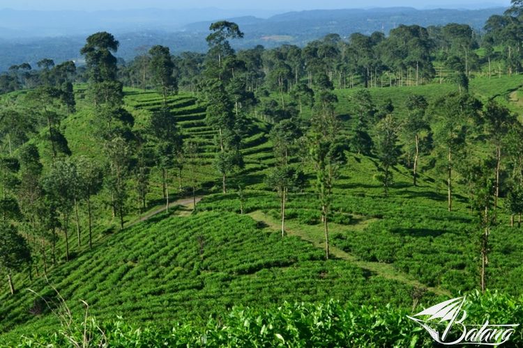 Pemandangan Wisata Kebun Teh Pagilaran dari ketinggian. 