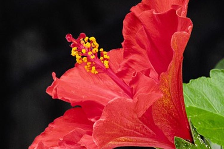 Tanaman bunga sepatu